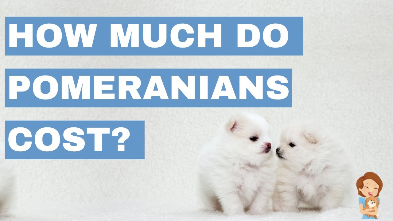How Much Does A Pomeranian Cost? Price, Tips & What Influences Price!