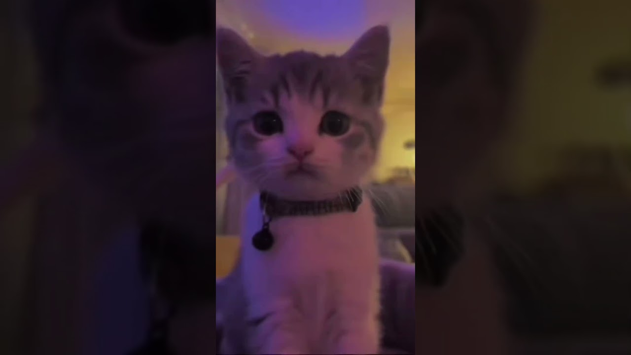 []cat winking (trend?)🤍🤍[] #edit #cute #cat