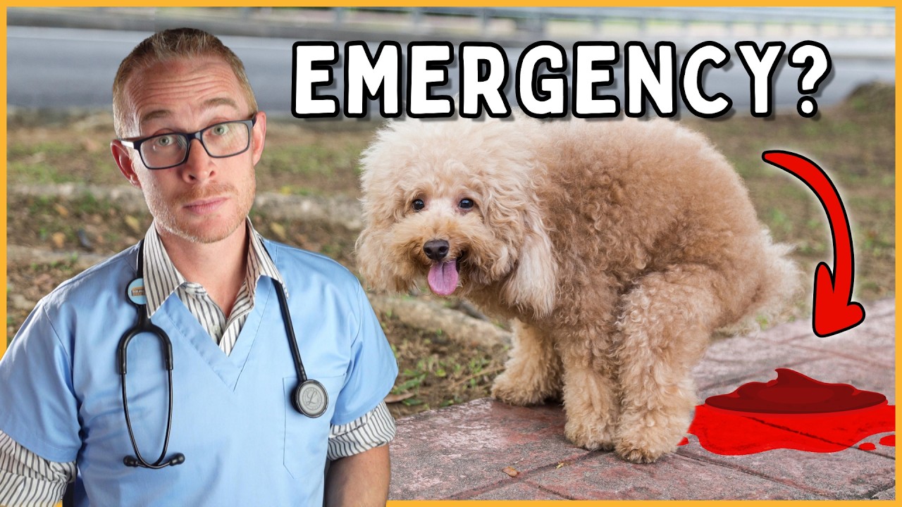 Is blood in your dog's poop an emergency? (vet reveals all)