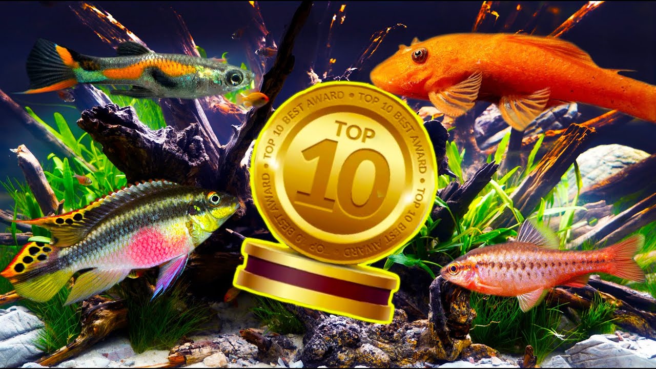 The Top 10 BEST Beginner Fish in The WORLD!