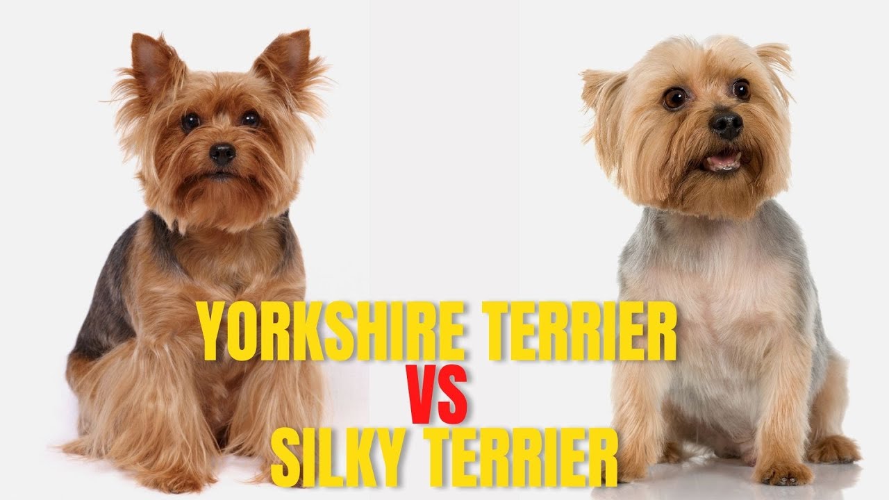 Yorkshire Terrier vs Silky Terrier: Which One is Better for You?