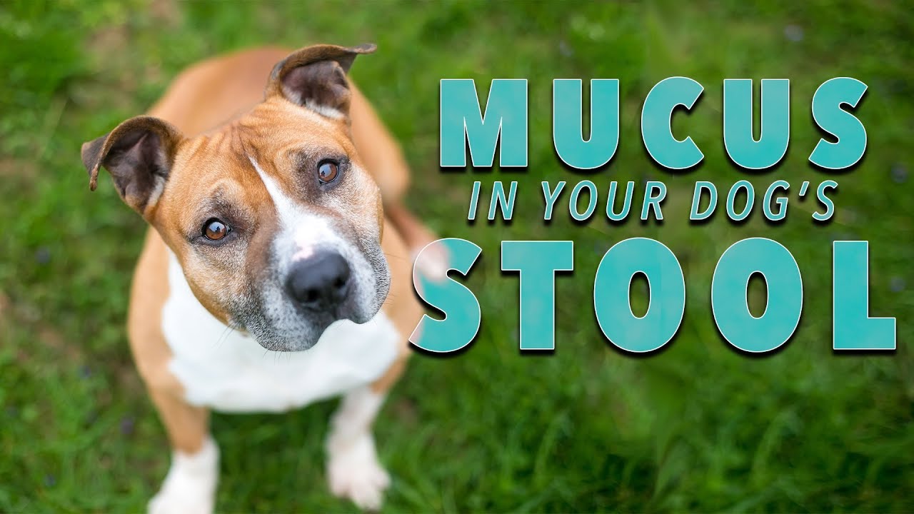 Mucus in Dog Poop — What does it mean? | Ultimate Pet Nutrition - Dog Health Tips
