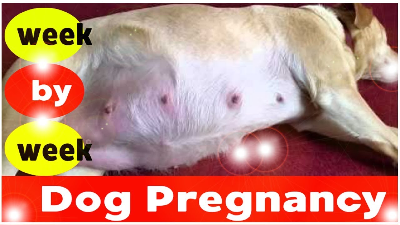 Dog Pregnancy Week by Week Images 2019