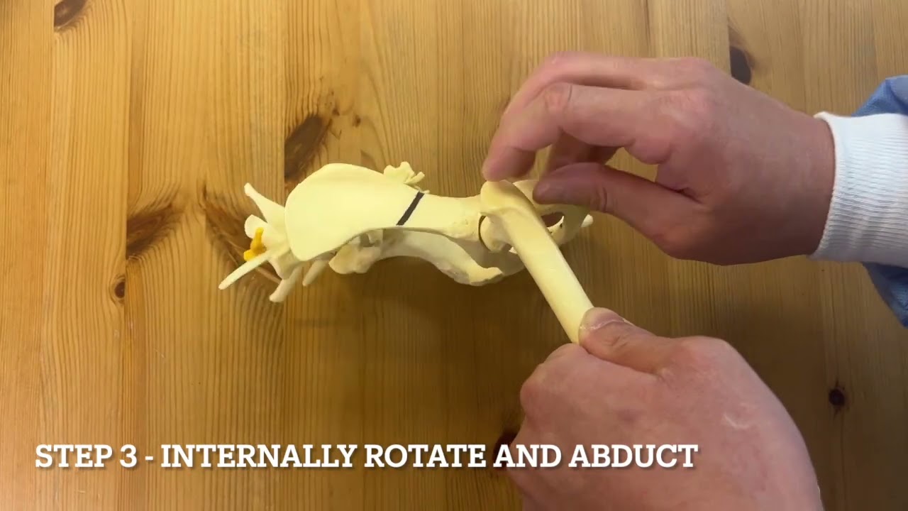 Reduction of  a craniodorsal hip luxation dog