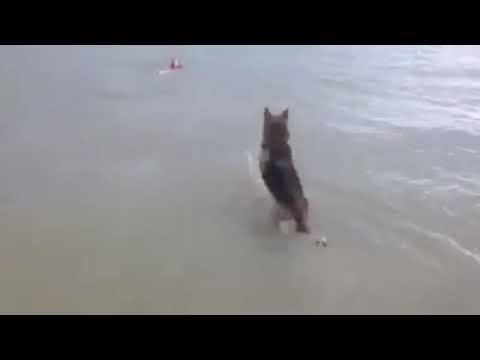 King’s story: prevent canine bloat (GDV) w/prophylactic gastropexy