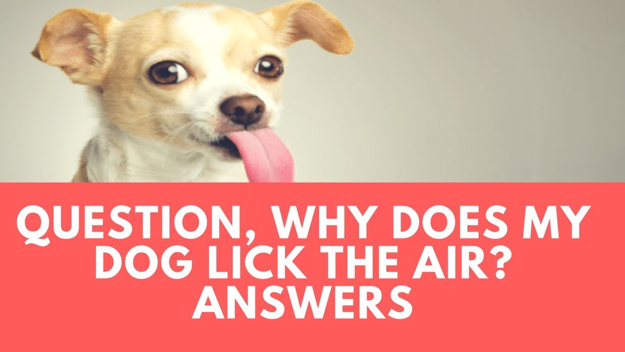 Question, Why Does My Dog Lick the Air? Answers