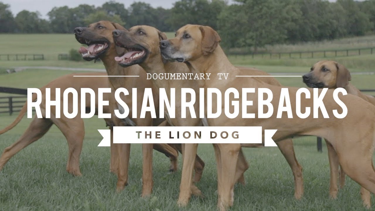 ALL ABOUT RHODESIAN RIDGEBACKS: THE AFRICAN LION HUNTING DOG