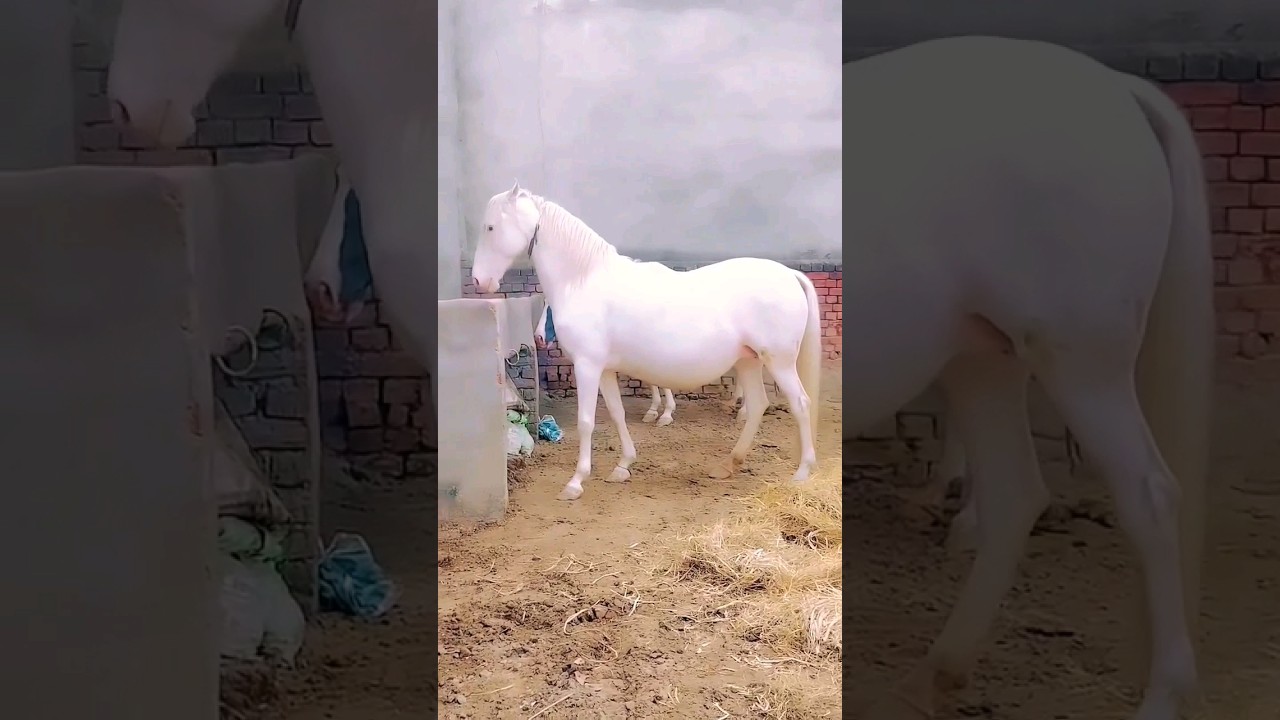 How many days the time period of horse pregnancy #trending #awesome #viral #horse #pregnancy #op