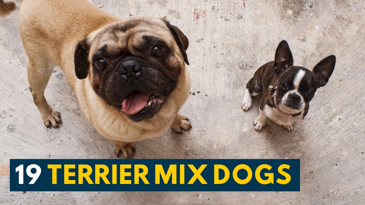 19 Terrier Mix Dogs: From Little Lapdogs to Gentle Giants, A Terrier Mix for Everyone!