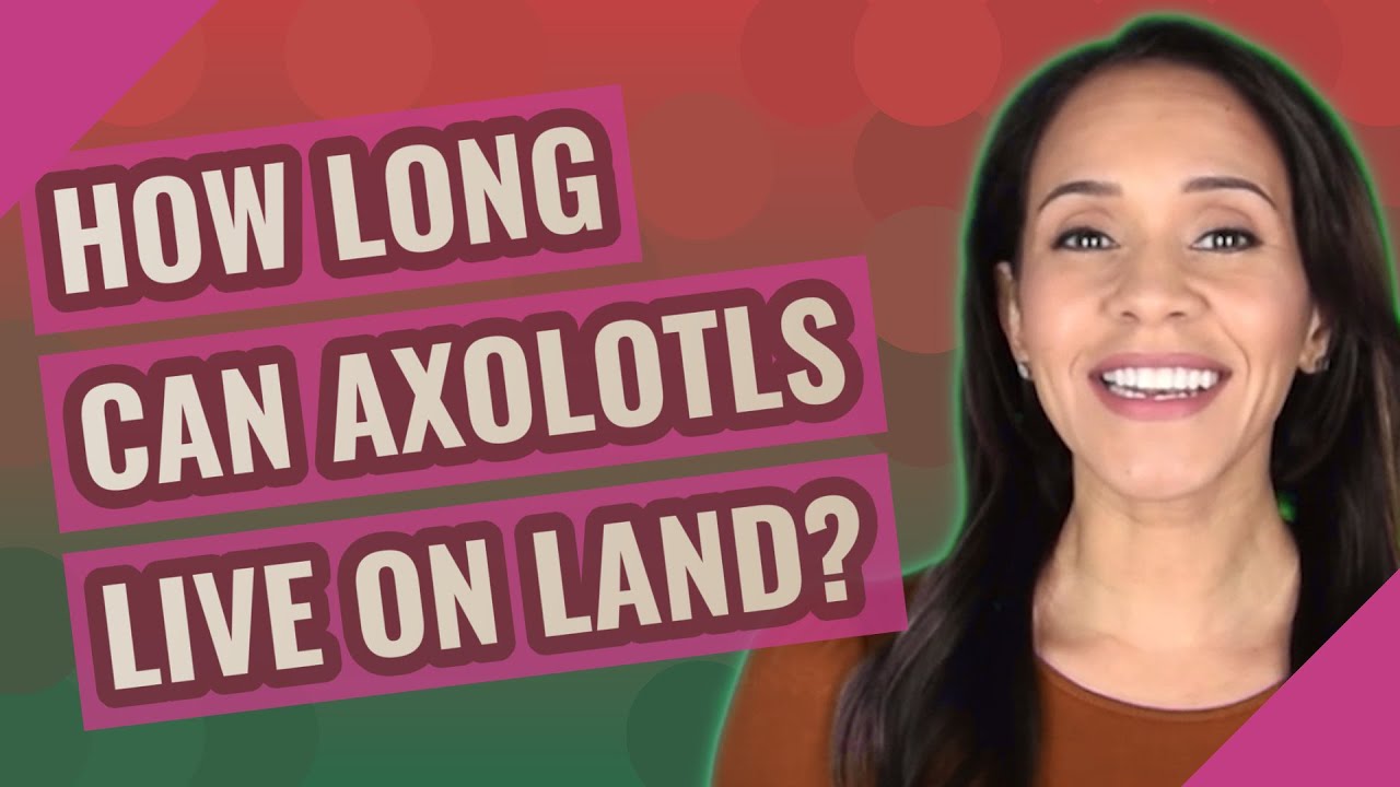 How long can Axolotls live on land?