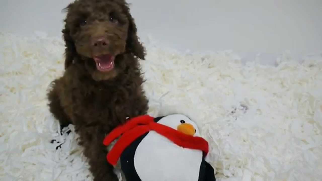 Chocolate Miniature Labradoodles