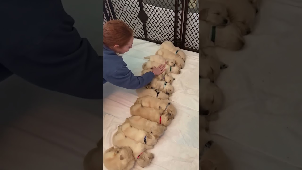 Why Do Dogs Sleep So Much? 🐾💤