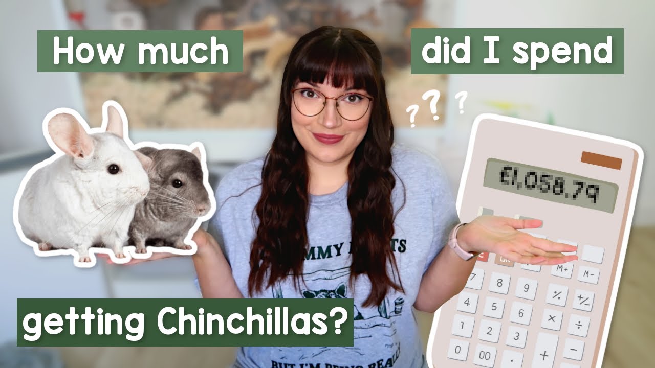 How much does it cost to start owning Chinchillas?