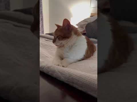 Cat squinting eyes