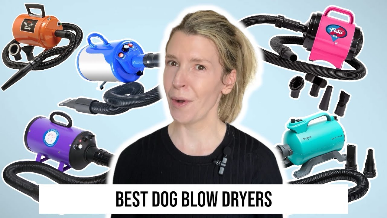 Budget-Friendly Dog Blow Dryers: Top 5 Picks From a Professional