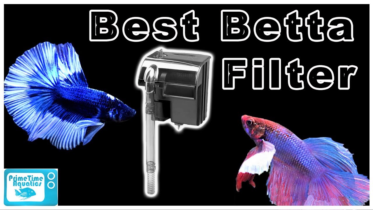 The Best Betta Filters for Your Aquarium