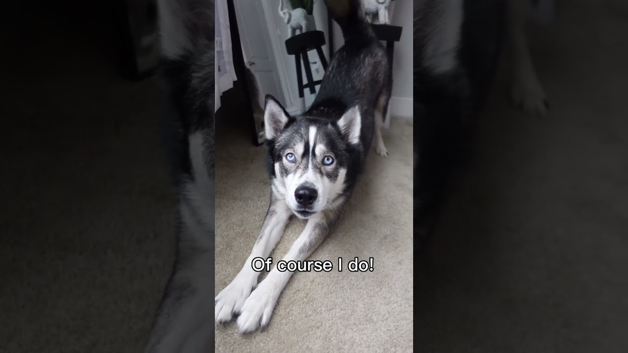 Blue tells us who his best friend is (and gives him a hug!) #shorts #huskies #husky #dogs