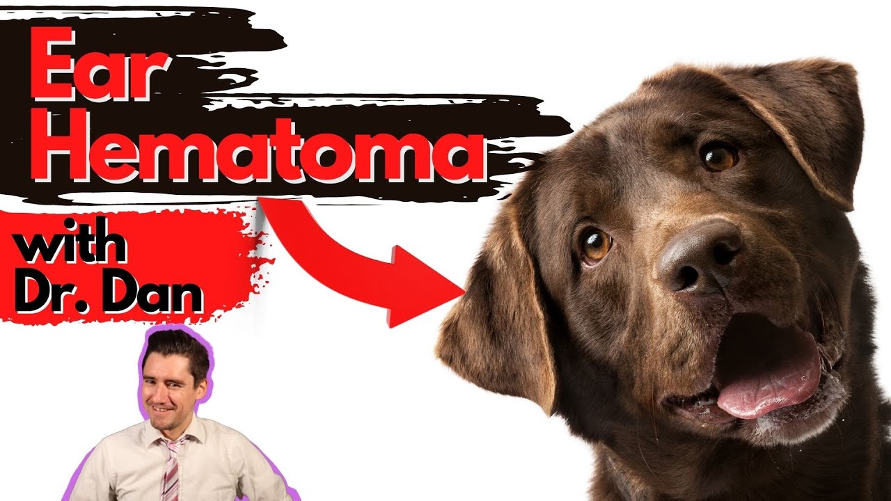Dog Ear Hematoma: Dr. Dan explains.