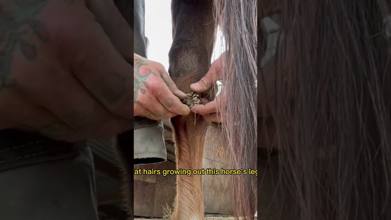 Horse  Chestnuts #horse #farrier #equestrian  #hequid #horses  #satisfying   #asmr #oddlysatisfying