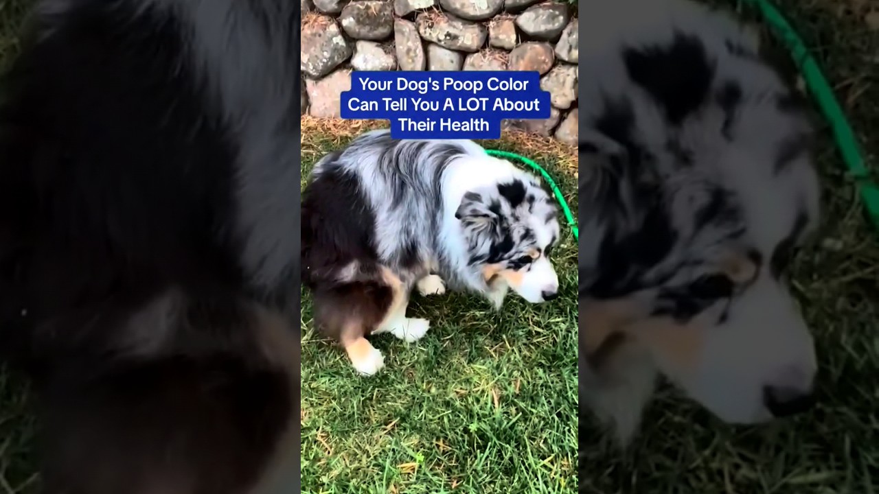 Your Dog's Poop Color Can Tell You A LOT About Their Health - Dog Poop Color Chart  💩 #shorts