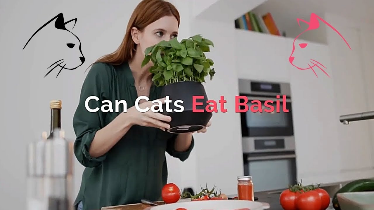 Can Cats Eat Basil | How Good Is This Herb for Your Cat