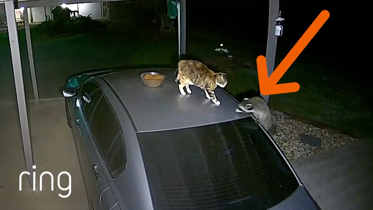 Intense Showdown Between Cat & Raccoon | RingTV