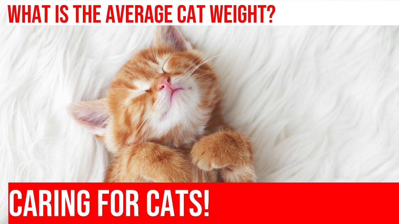 What is the Average Weight of a Domestic Cat?