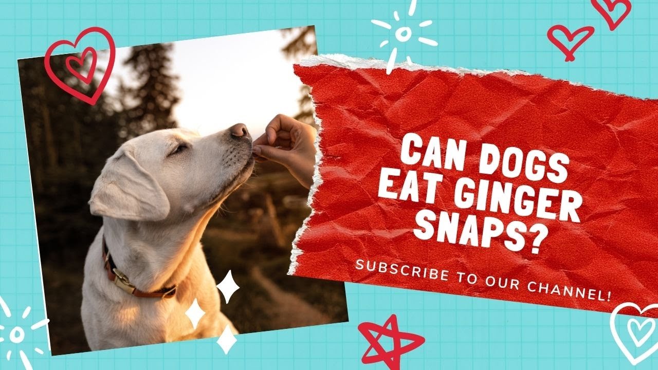 Can Dogs Eat Ginger Snaps ?