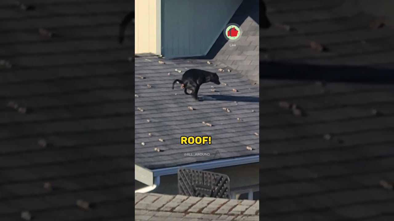 Dog Poops #shorts