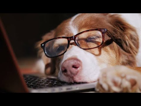 maxxiSAMe SAM-e formula for dogs