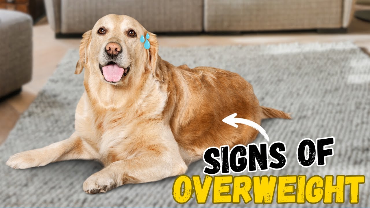 Is your Golden Retriever Overweight? How to find out?