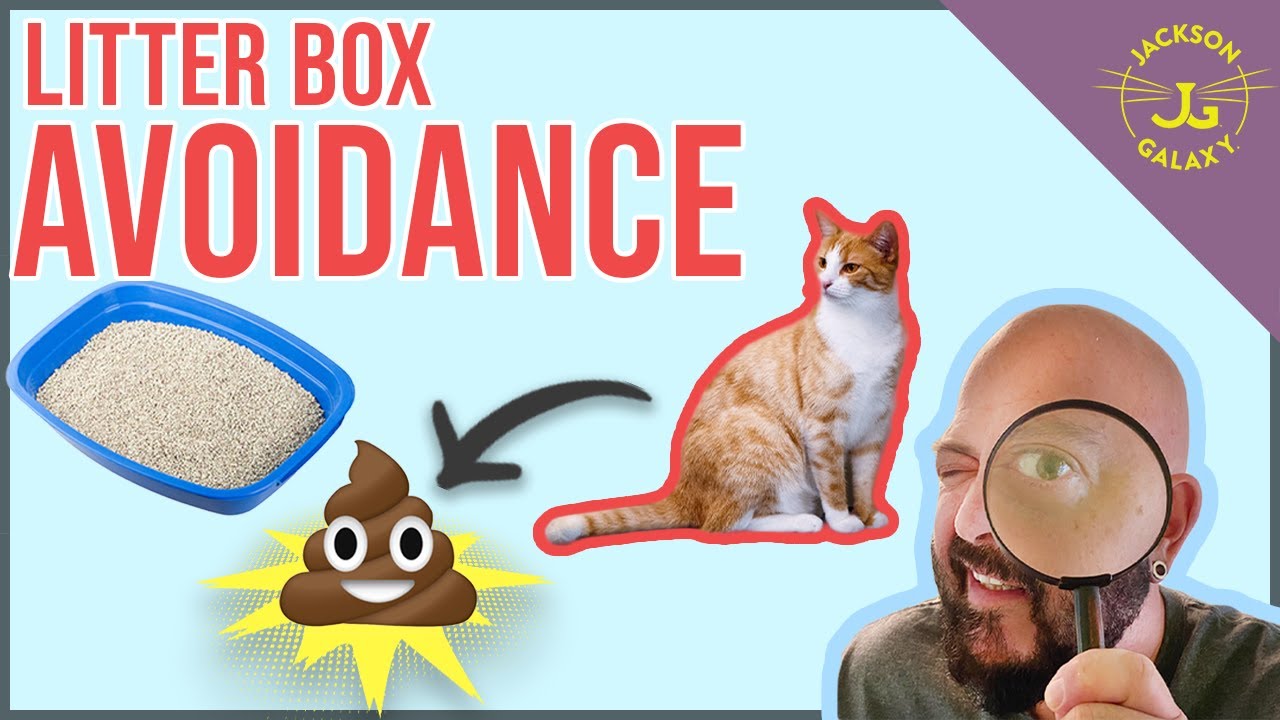 Why Your Cat Poops Outside the Litterbox!