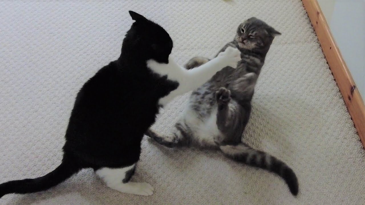 Cats Play Fighting