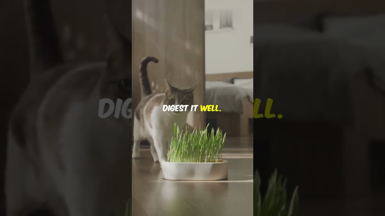 Can Cats Eat Basil?