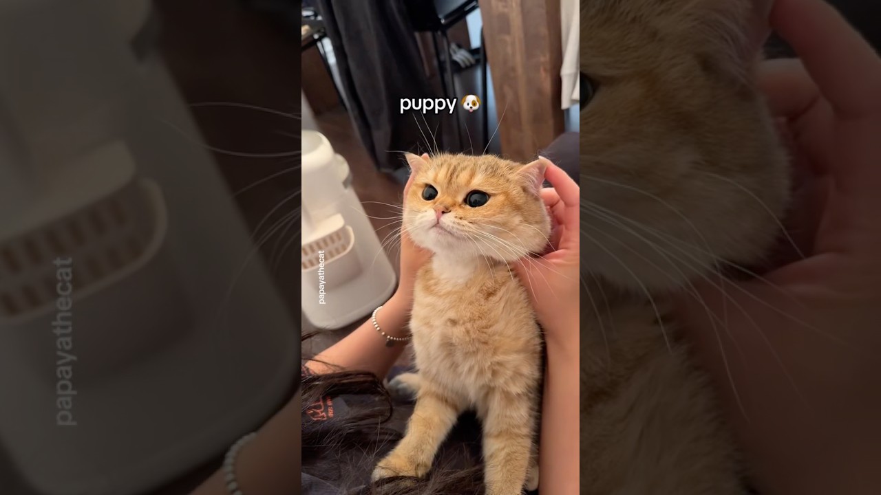 her ears are so smoll 🥺 #cat