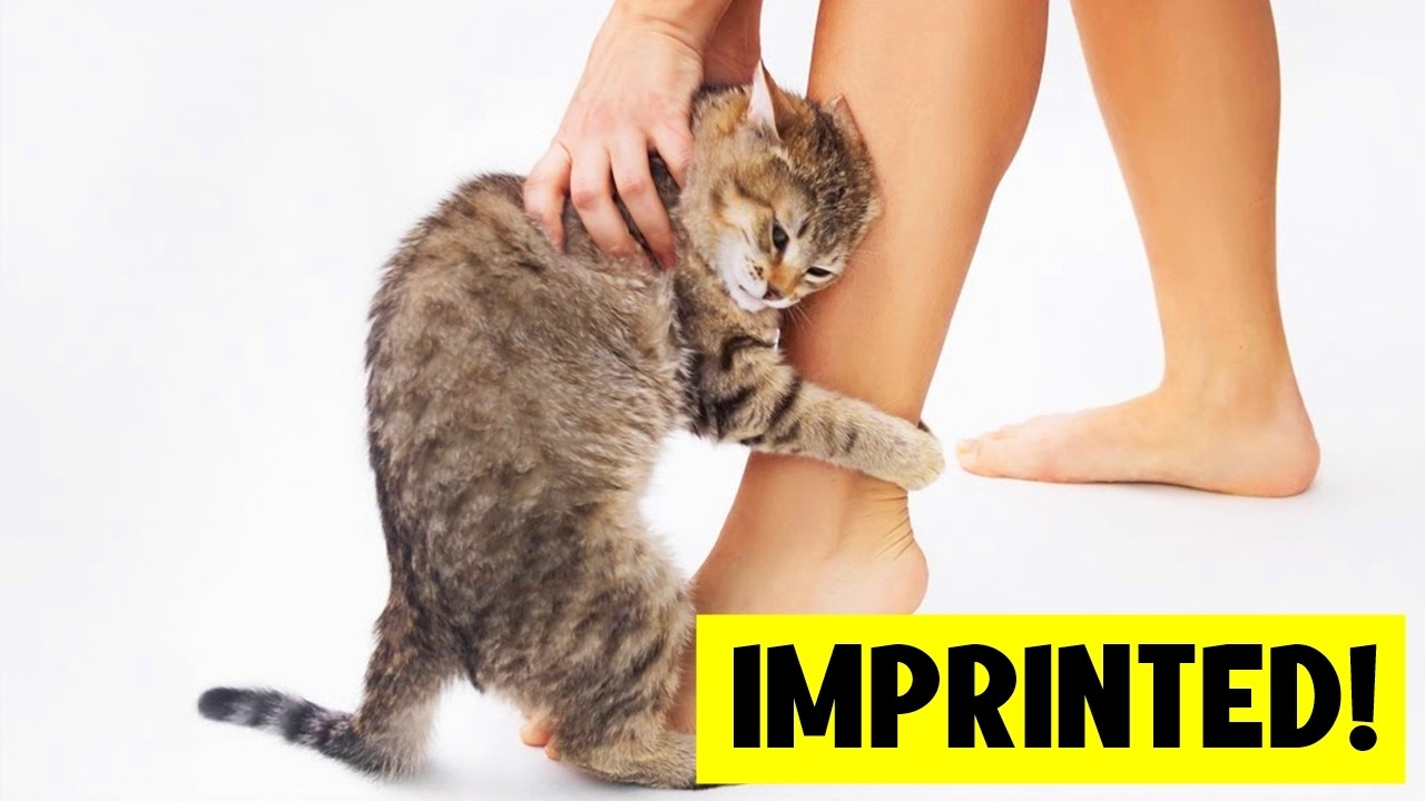 The 14 Signs Your Cat Has IMPRINTED On You