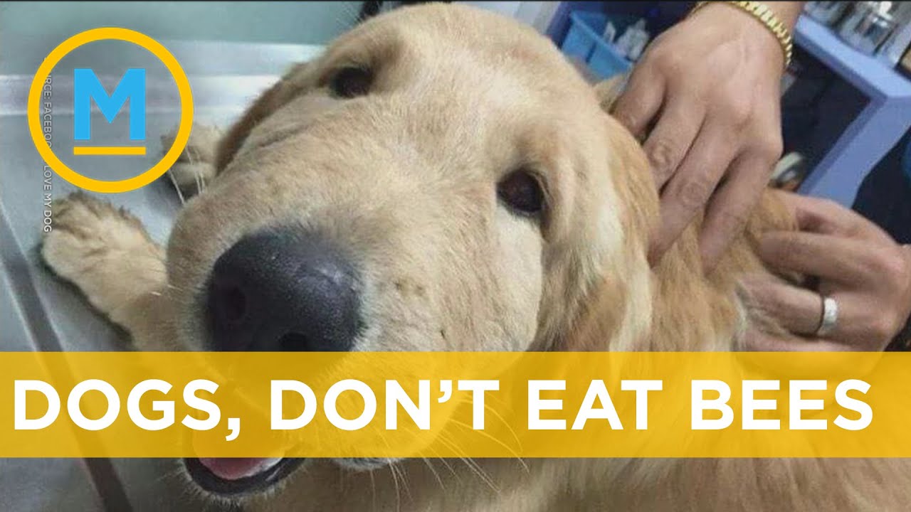 This is what happens when dogs eat bees | Your Morning