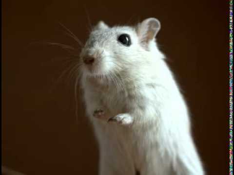 Gerbil Facts - Facts About Gerbils