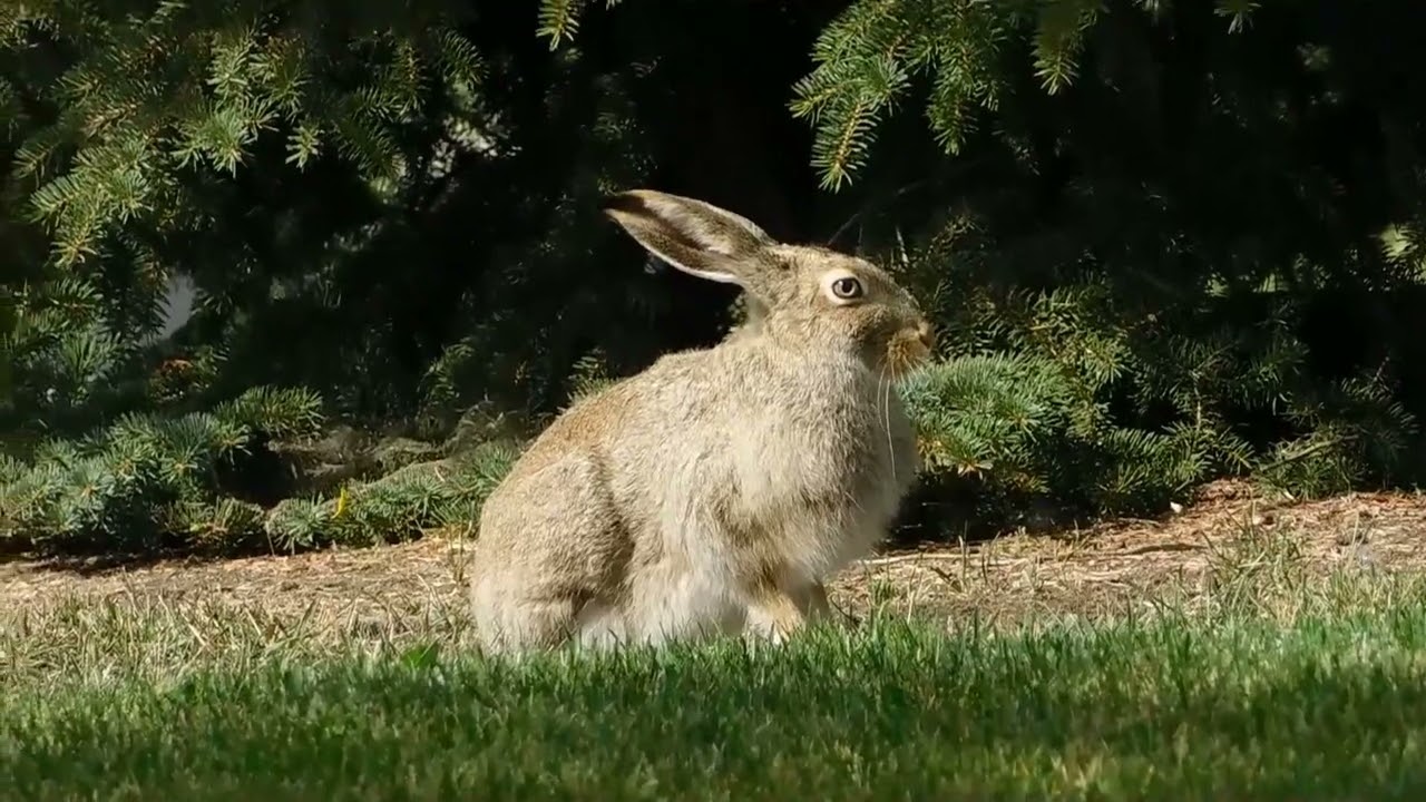Can Rabbits Eat Asparagus? A Guide to Safe Feeding