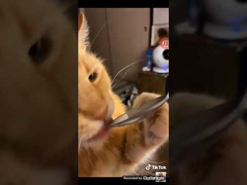 Cat gets brain freeze from icecream