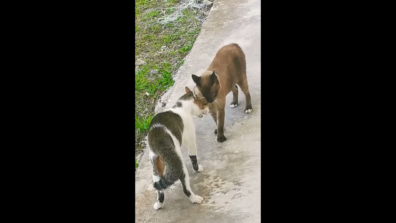 Cat Fight Sound Effect