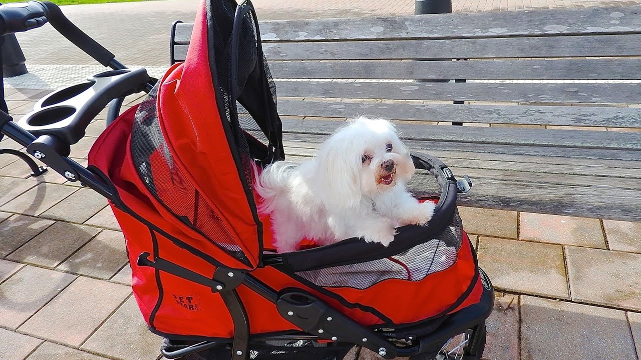 What is the Life Expectancy of a Maltese Dog?