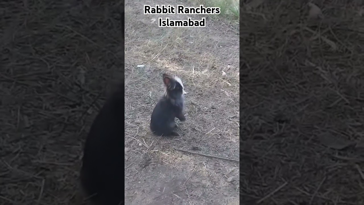 Lion Head Dwarf Rabbit for sale 03366002362 | Fancy Rabbit | Pakistan