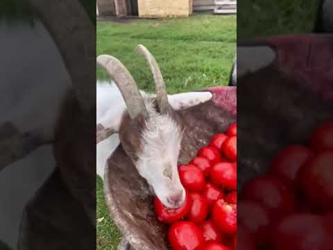 Can Goats Eat Tomatoes?