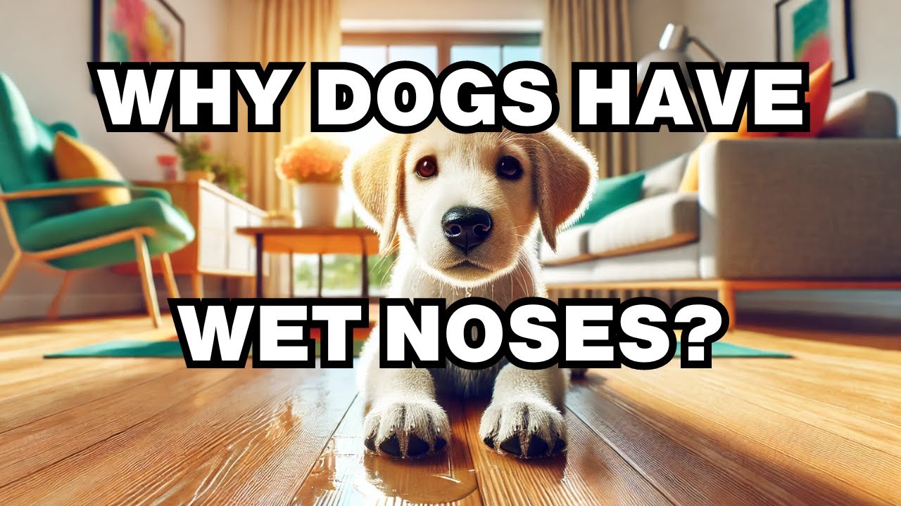 Why Do Dogs Have Wet Noses? Explained
