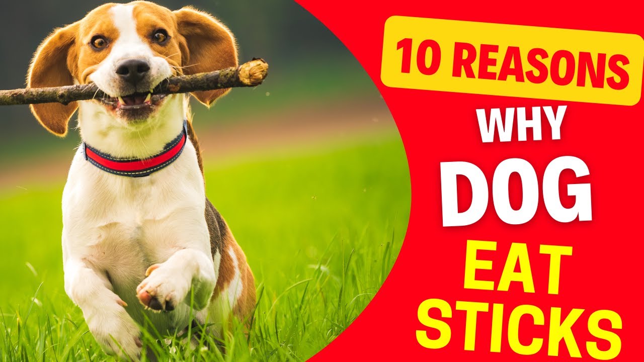 Why Do Dogs Eat Sticks and Wood - 10 Reasons Explained