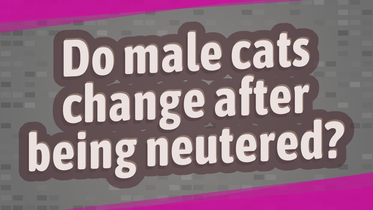 Do male cats change after being neutered?