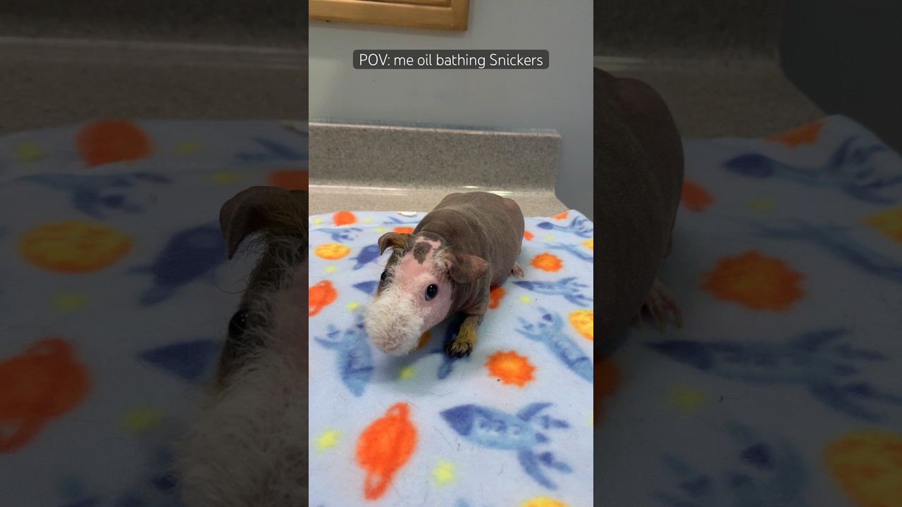 POV: me oil bathing my hairless Guinea pig