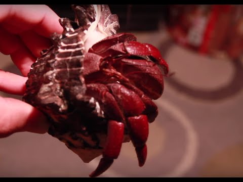 Unboxing GIANT Hermit Crabs!