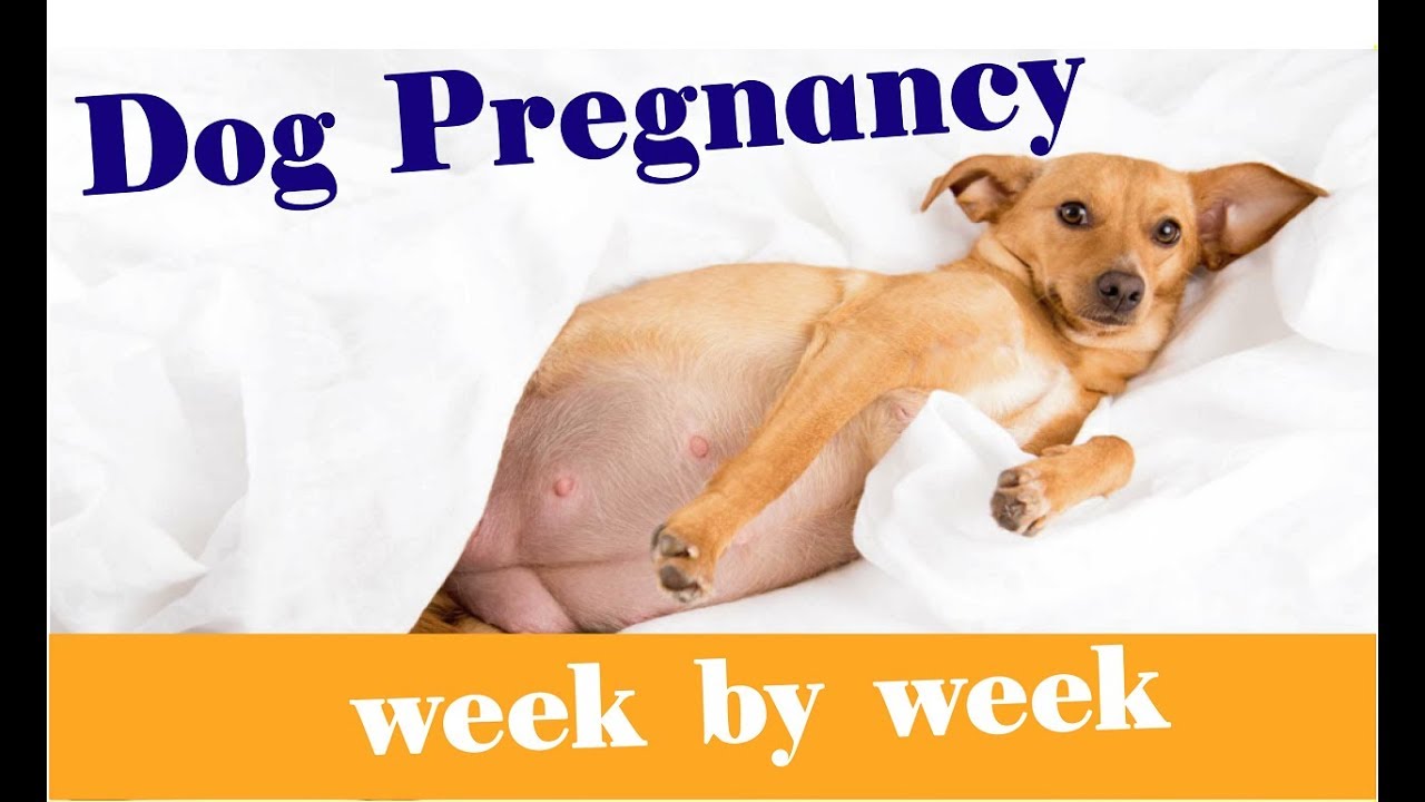 The Stages of Dog Pregnancy : Week by Week Guide 2018